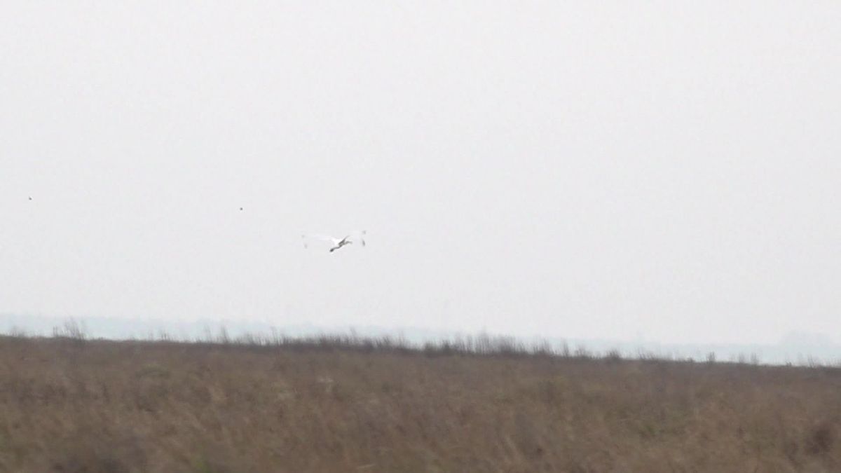 Lepelaar Nala heeft de winter op Schiermonnikoog niet overleefd