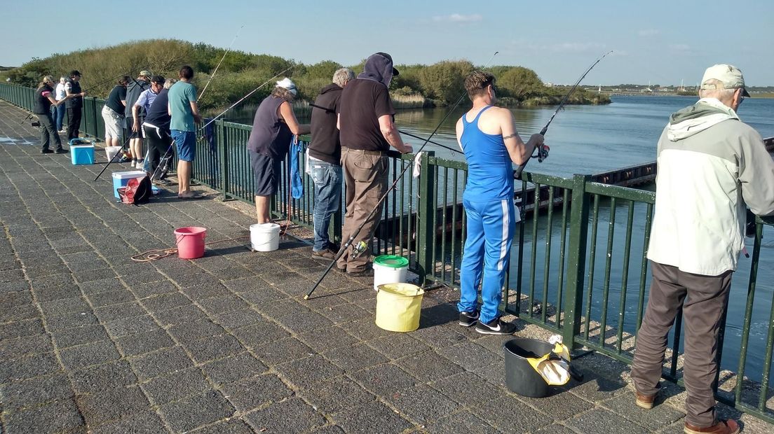 Haring vissen Brouwersdam