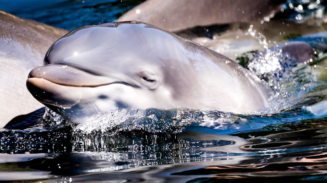 Een pasgeboren dolfijntje in het Dolfinarium.
