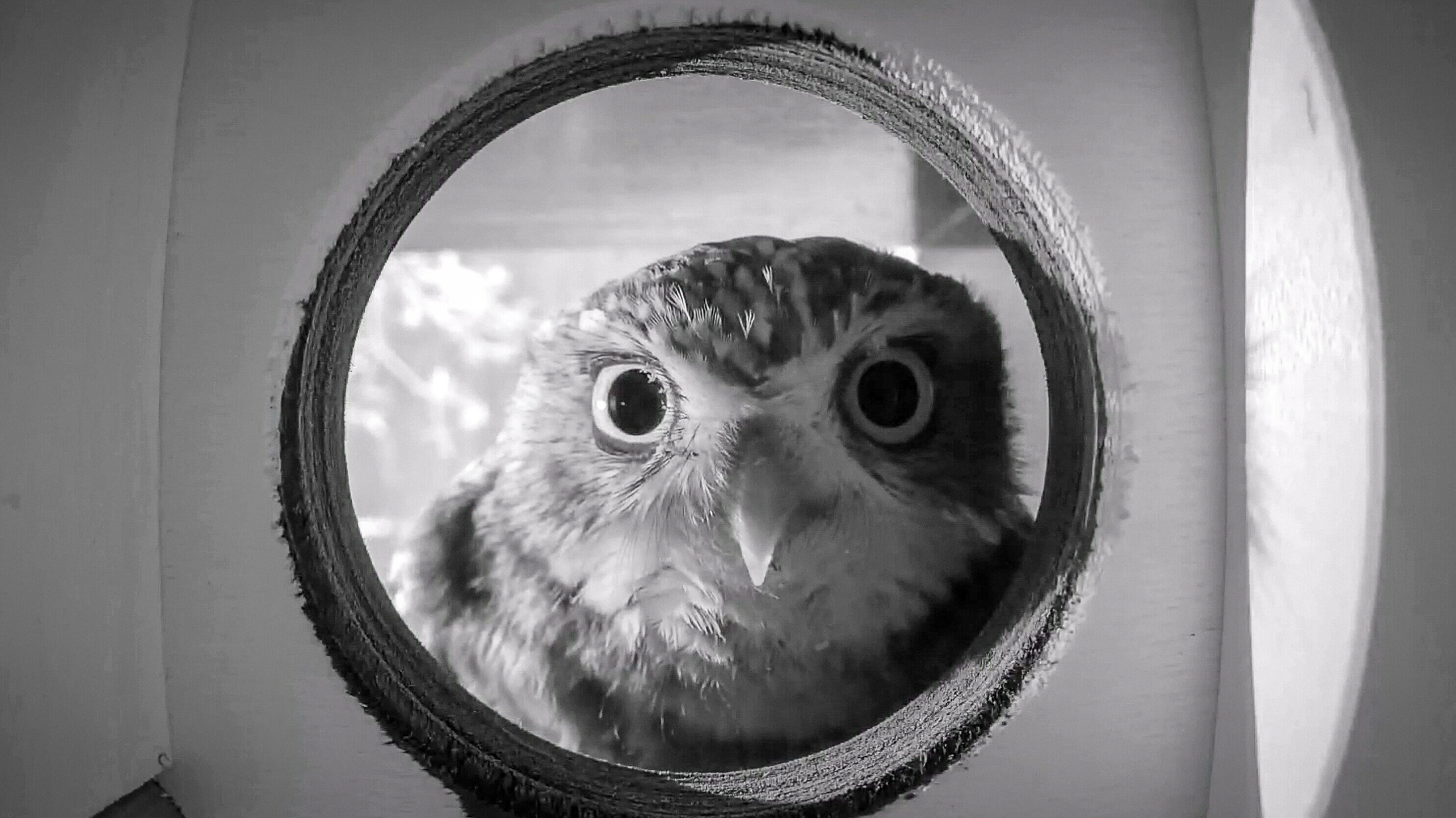 Dit is waarom de steenuil juist in de buurt van mensen wil wonen