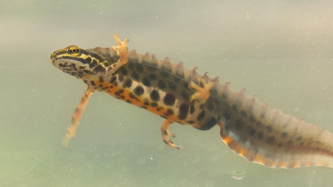In een van de vele poelen woont de kleine watersalamander