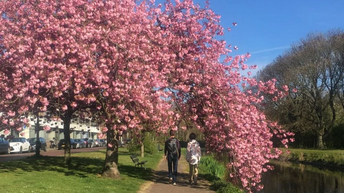 Deze Haagse sierkers won de publieksprijs