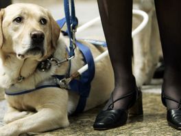 Blindengeleidehond kwijt, slechtziende baas in tranen