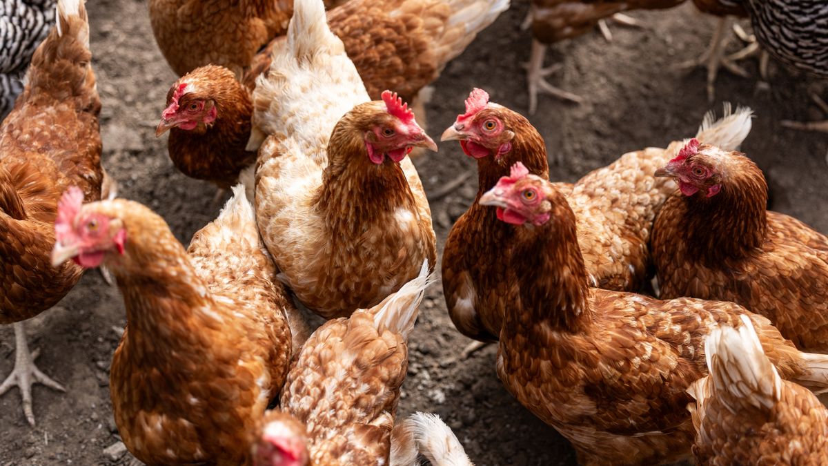 Vogelgriep bij hobbyboer Terhole: 87 vogels gedood