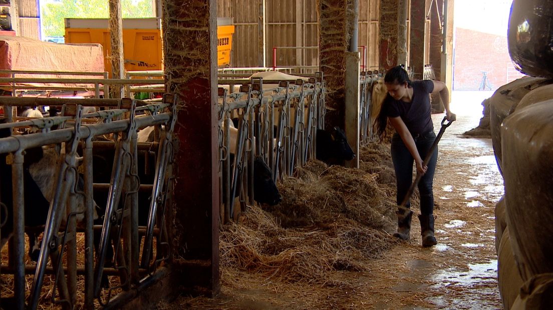 Melanie Reedijk aan het werk in de stal.