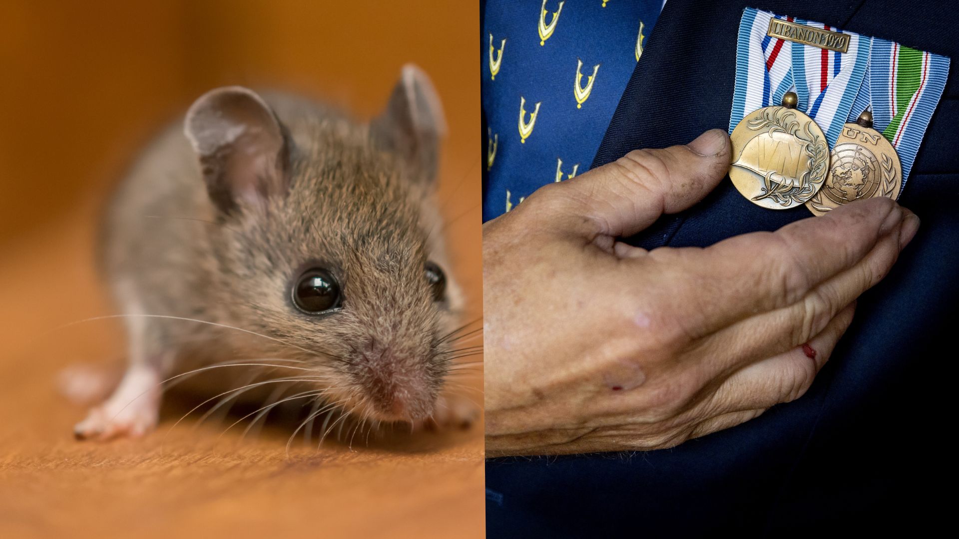 De gemeente docht mear as datst tinkst: dit binne in pear opfallende taken