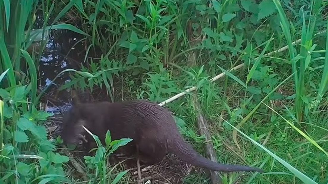 De otters redden zich prima in het Zuidlaardermeer (Rechten: Groninger Landschap)