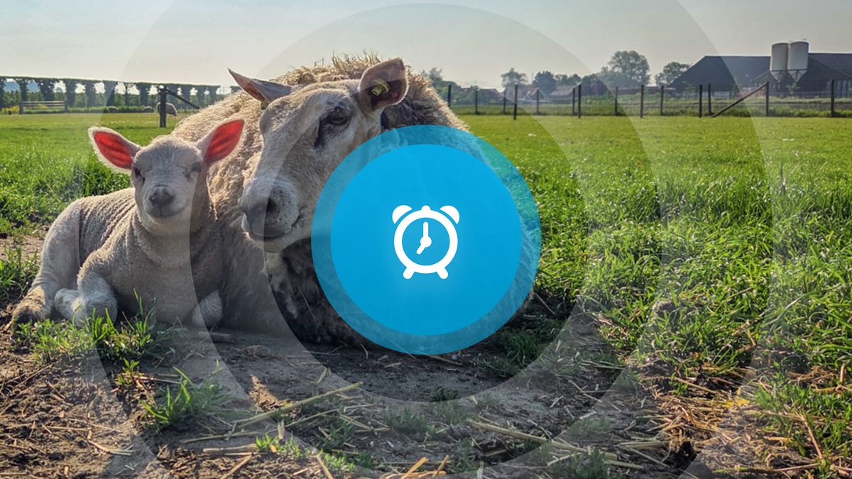 Goedemorgen: strafeis voor 'Jumbo-moord', gedenkstenen in Arnemuiden en veel steun voor Filmhuis Gro