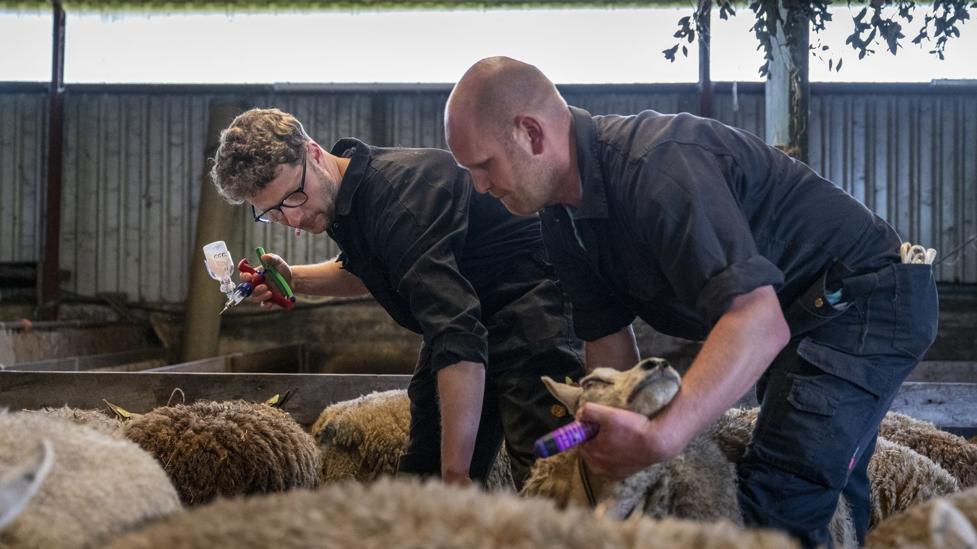Niet overal of veel later lammetjesdag door blauwtong