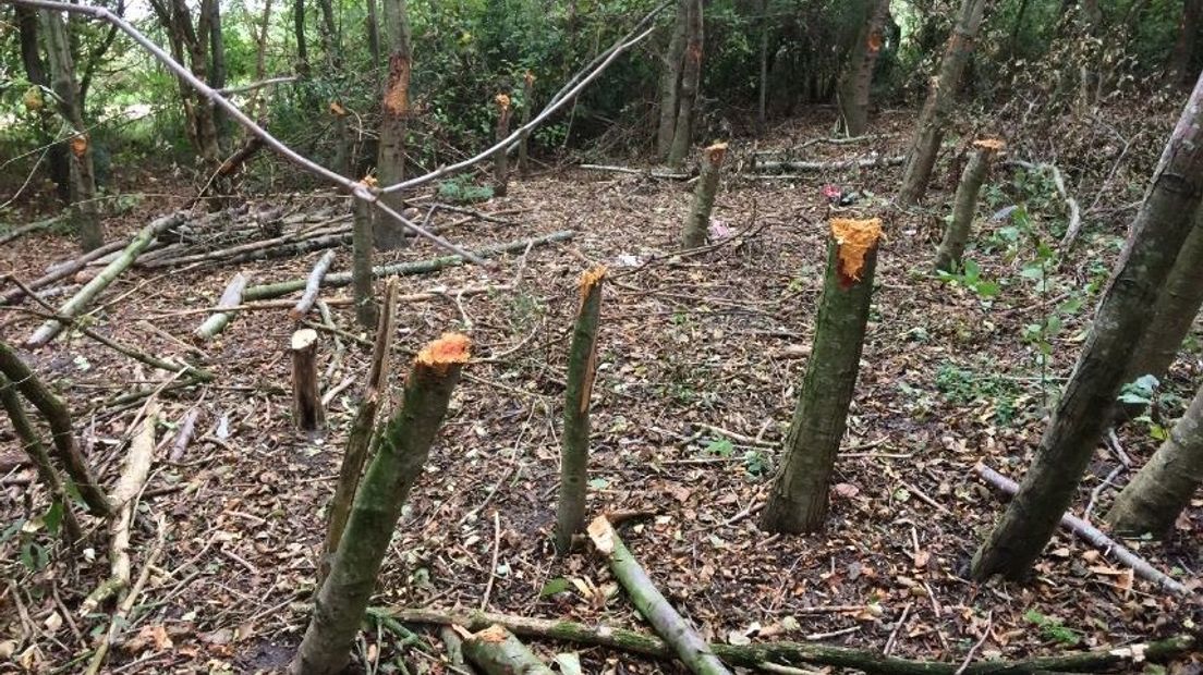 Vernielingen in bos van Sint-Annaland