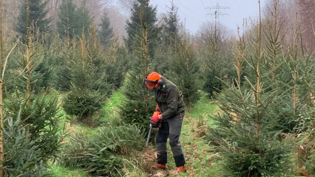 Boswachter Bergman aan het werk tussen de dennen in het Kuinderbos