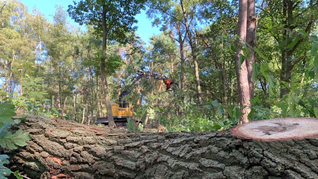 Bosperceel van vier hectare wordt gekapt bij Buurserzand in Haaksbergen