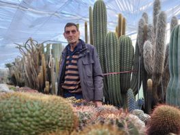 Aad heeft meer dan 5000 cactussen in huis: 'In de kas vind ik mijn rust'