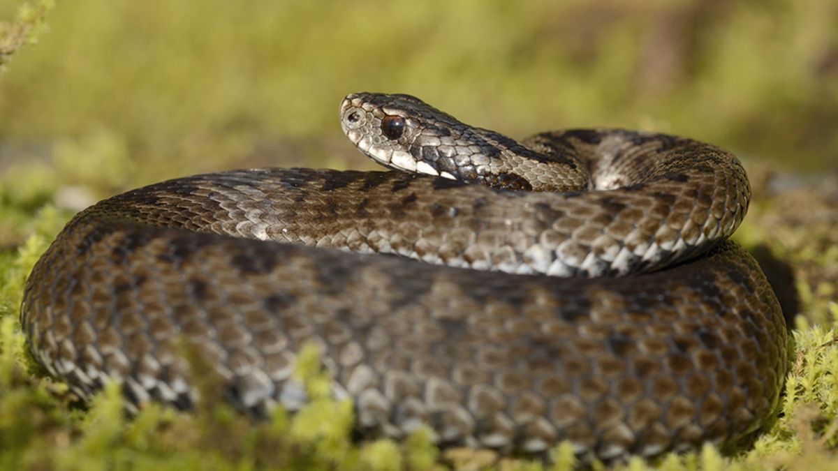 Giftige adder keert na tientallen jaren weer terug onder Gronings gras