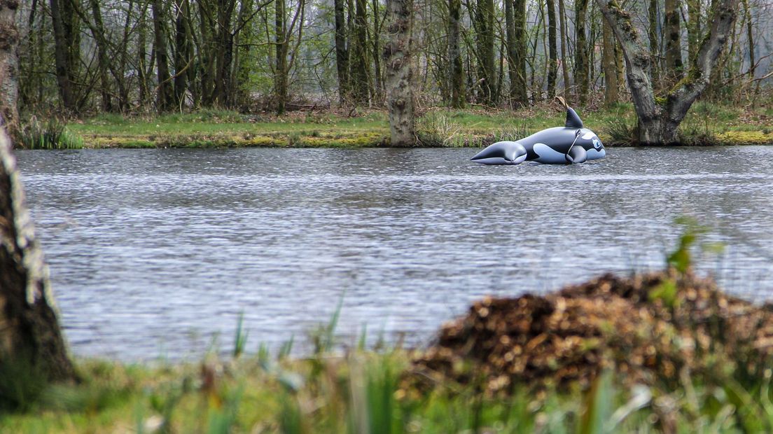 Orka's uitgezet in visvijver om aalscholvers te weren  (Rechten: RTV Drenthe / Robbert Oosting)