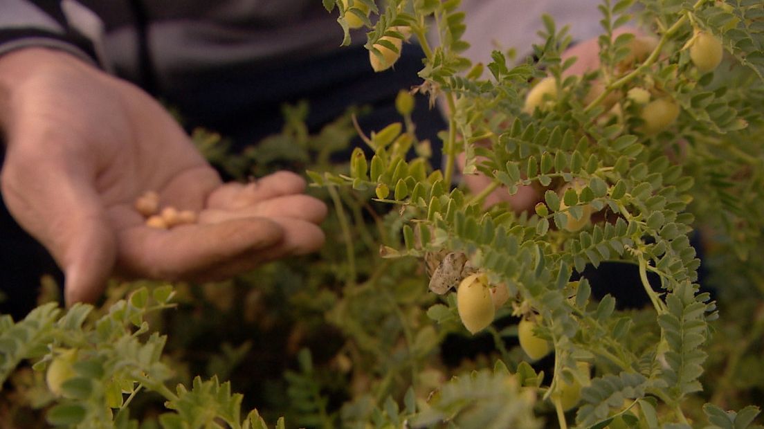 Het is gelukt: kikkererwten van Zeeuws-Vlaamse bodem