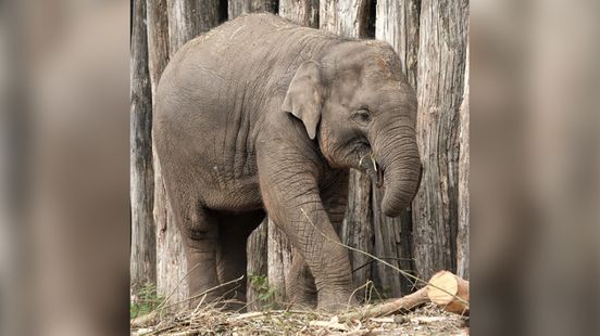 Olifant Yindi overleden na speelongeluk in Dierenpark Amersfoort. Olifant Yindi overleden na speelongeluk in Dierenpark Amersfoort.