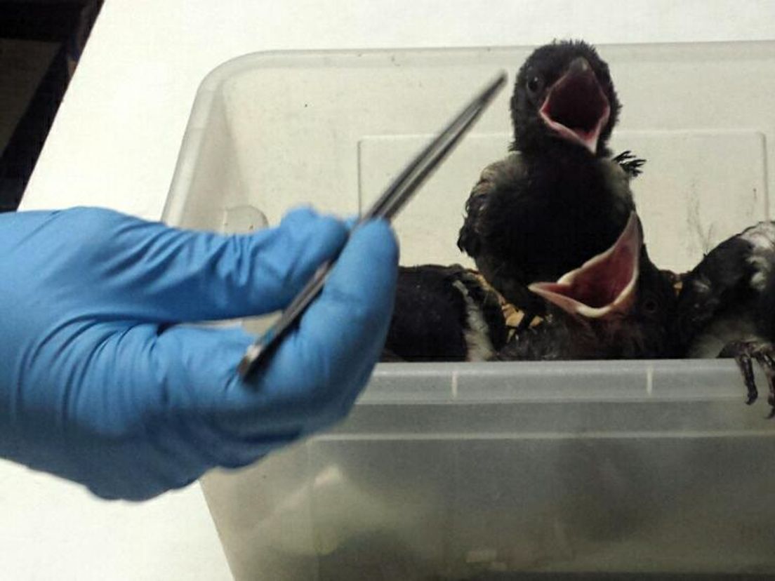 Jonge kauwen bij Vogelklas Karel Schot