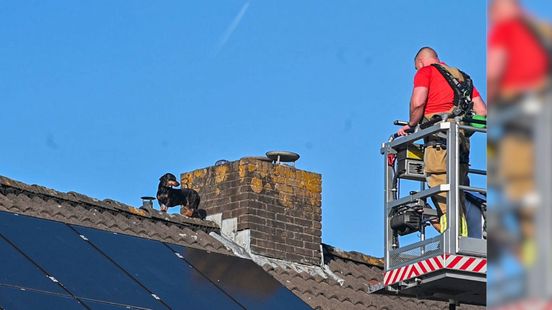 Hondje via zolderraam op dak: brandweer redt teckel