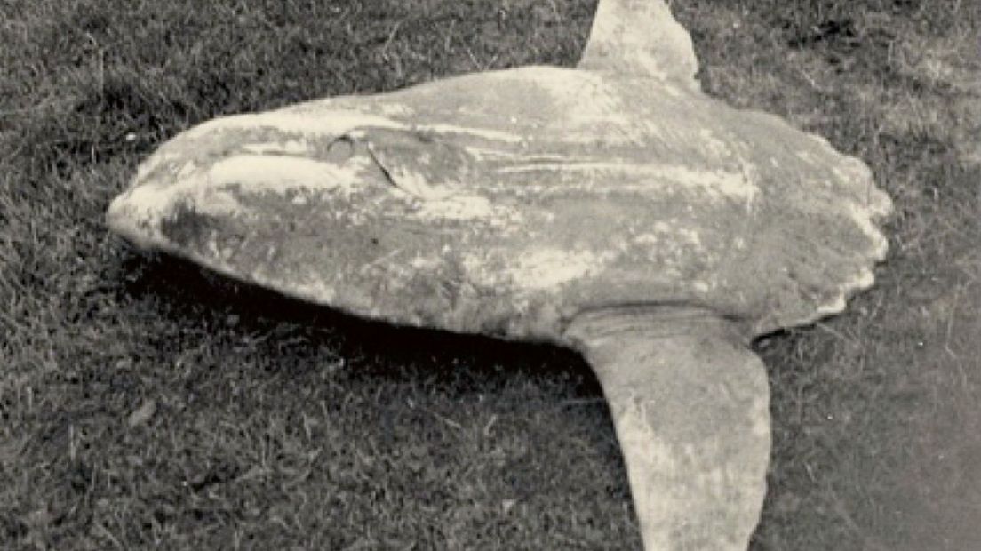 In 1935 bij Zoutelande aangespoelde maanvis