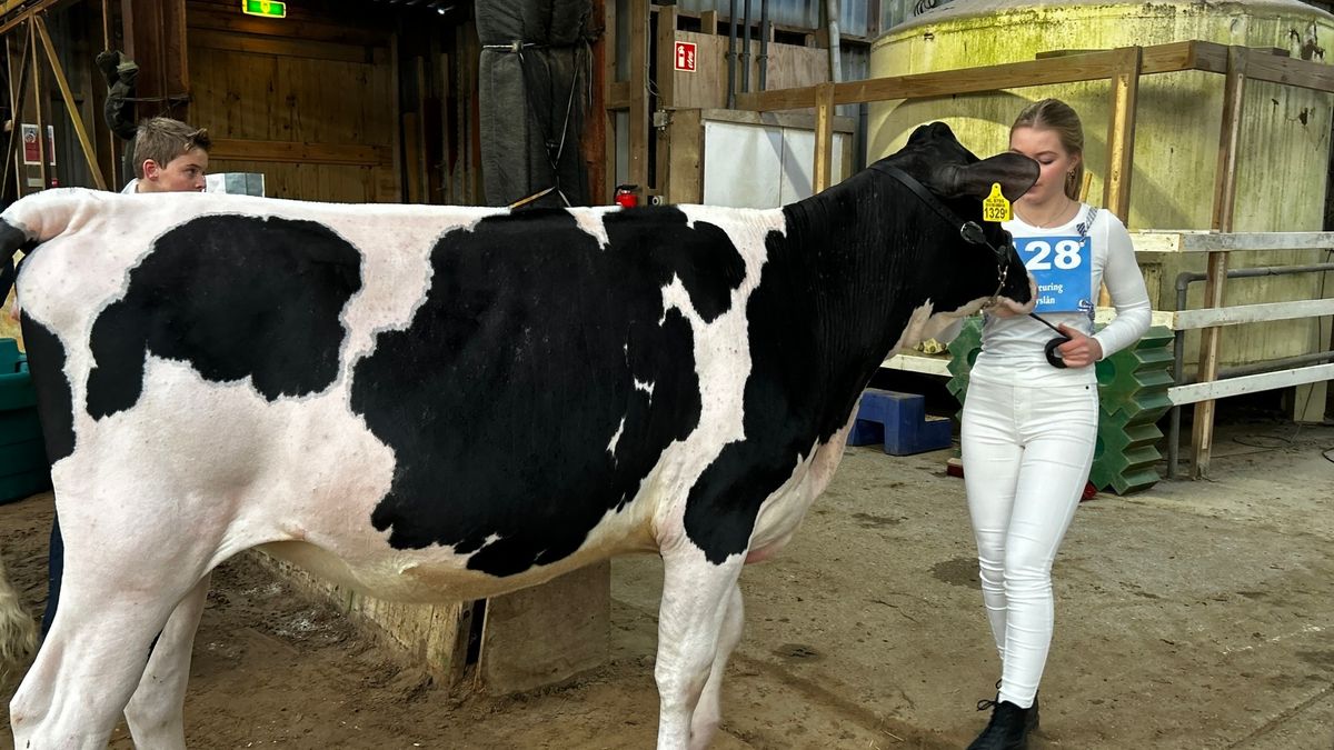 Meerdere koeien in Fryslân gestorven door blauwtong: minder deelnemers veekeuring