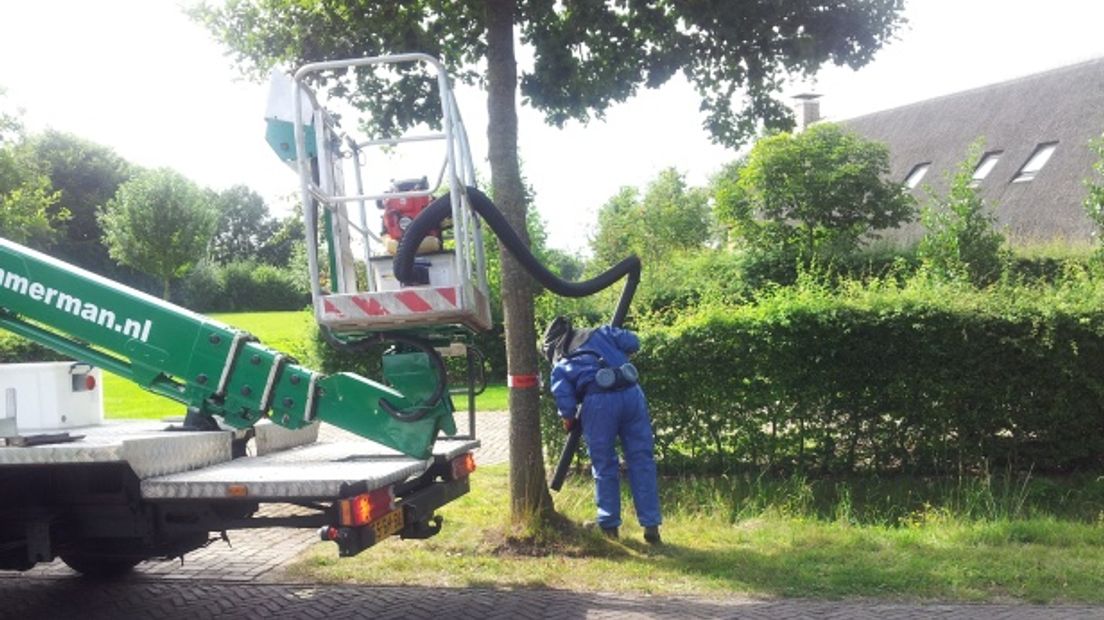 Eikenprocessierups in Taarlo