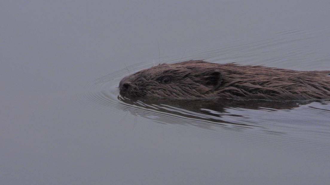 De bever in de IJssel