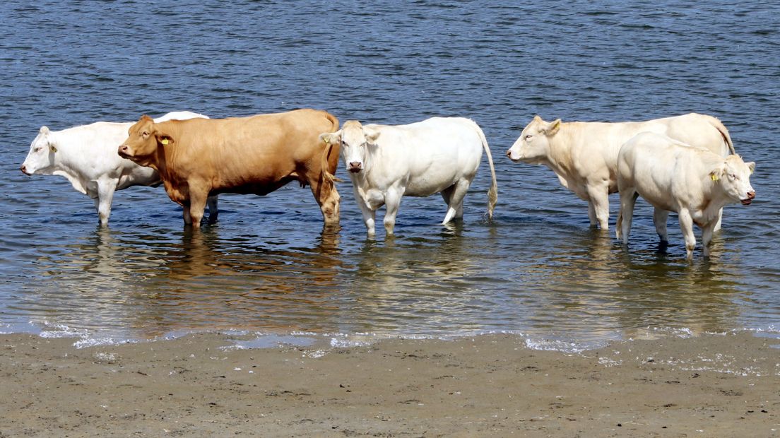 Koeien zoeken verkoeling in het water op Schouwen-Duiveland