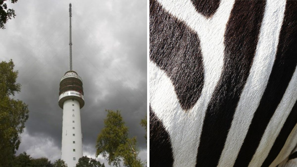 Zoek het uit! - Tv-toren in Hoogersmilde of paarden met zebrastrepen?