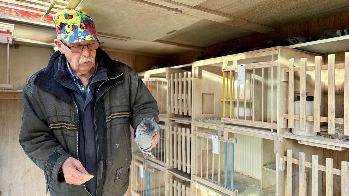 Tinus vindt 'gestolen' topduiven dood terug op onverwachte plek