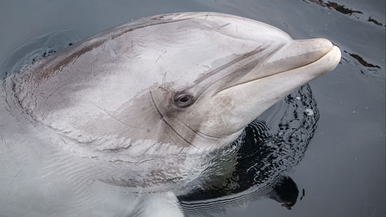 Foto: Oudste dolfijn Honey is overleden, 'een vertrouwd en geliefd dier'