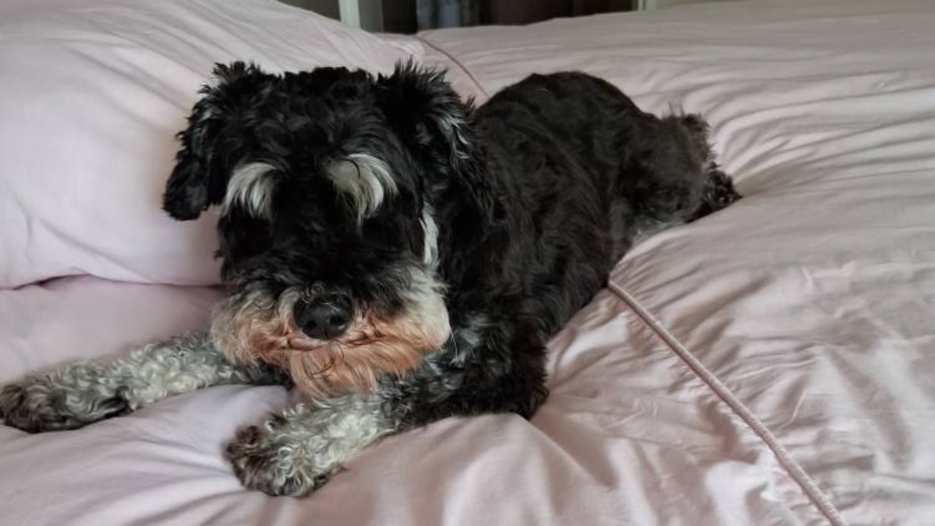 Tonny's hondje Rocky