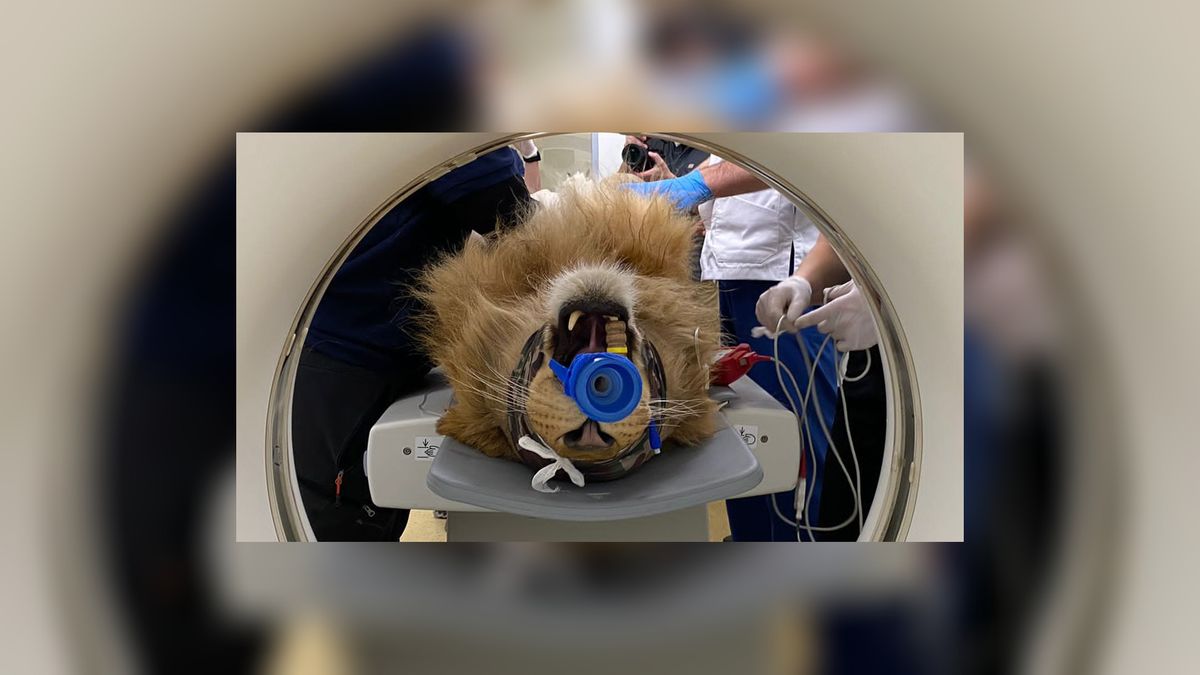 Internationaal doktersteam onderzoekt leeuwen bij Felida in Nijeberkoop