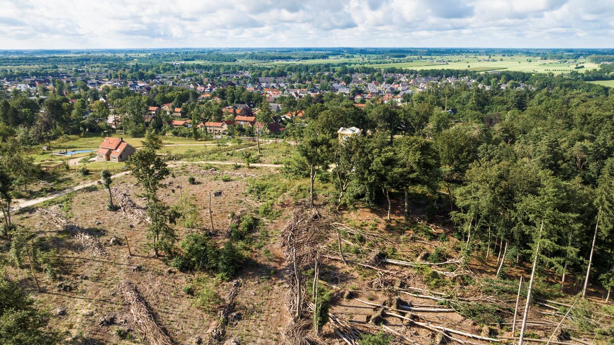 Zure bodem bedreigt Utrechtse Heuvelrug: van gebroken vogelpootjes tot stervende bomen