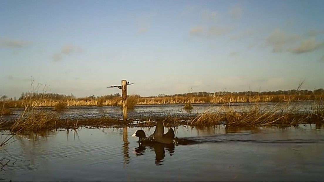 Een meerkoet