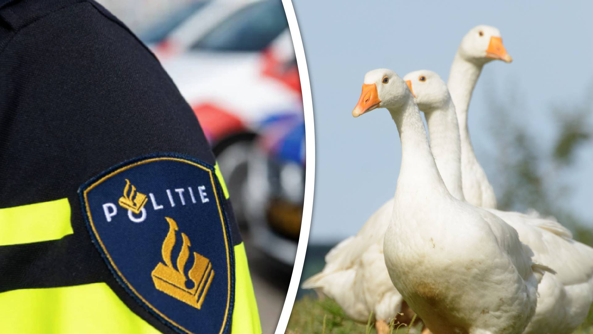 De politie zoekt de automobilist die de ganzen aanreed.