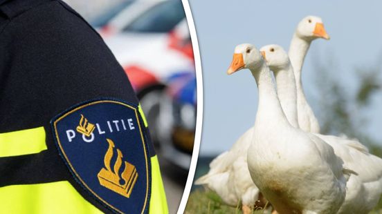 Politie zoekt automobilist die drie ganzen doodreed