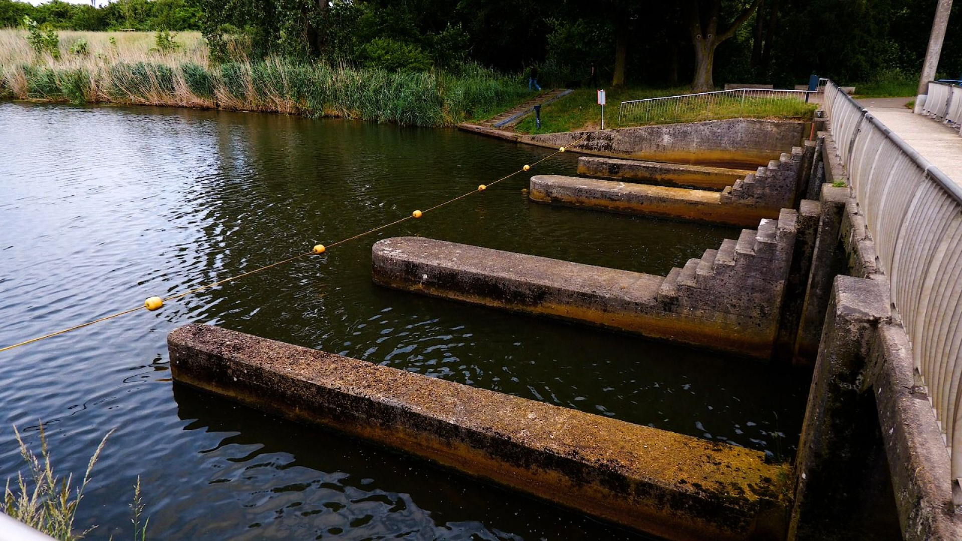 Rivierprik bereikt paaigronden nauwelijks door blokkades in Oude IJssel