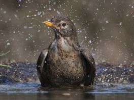 Hitte en natuur: 'Vogels hebben een donzen dekbed aan'