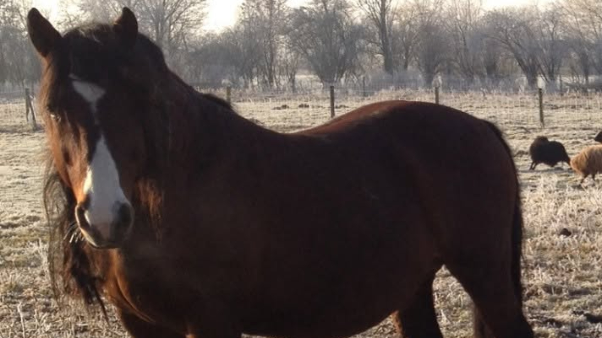 Radeloze eigenaar zoekt weken naar 'gestolen' pony, politie blijkt de dader