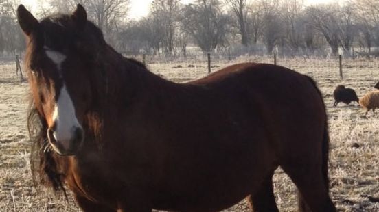 Radeloze eigenaar zoekt weken naar 'gestolen' pony, politie blijkt de dader Home