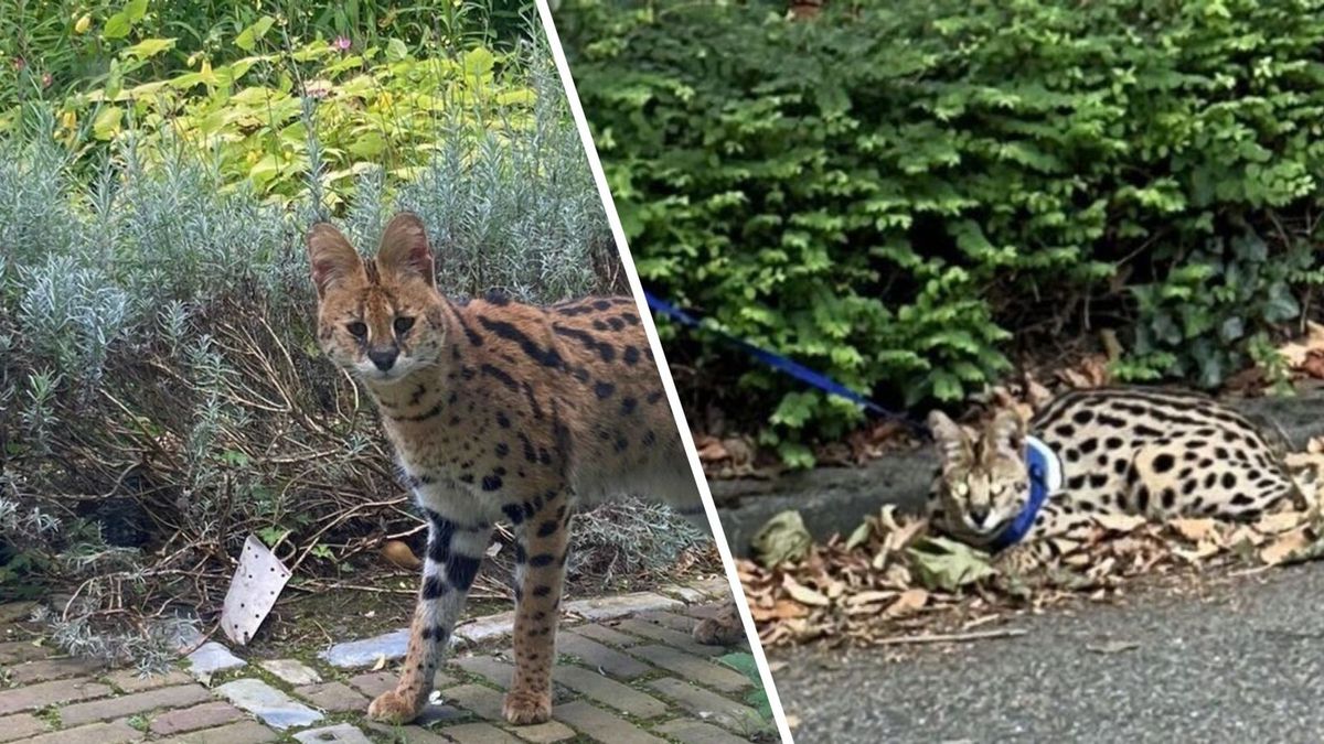 Ontsnapte serval nog niet gevonden: 'Kan lang ronddwalen in een natuurgebied'