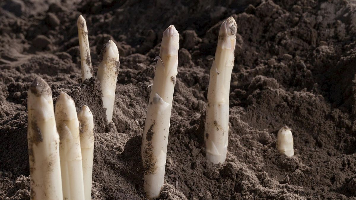 Overijssels aspergeseizoen van start: waar wordt het witte goud verbouwd?