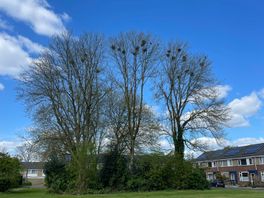Gemeente Borger-Odoorn machteloos tegen roeken: oplossing ligt bij provincie