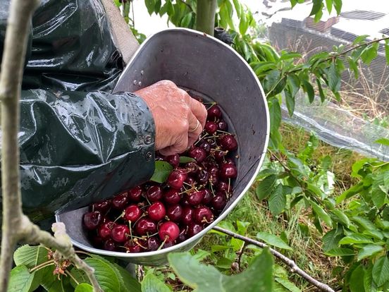 Kersentelers mogen toch langer gebruikmaken van bestrijdingsmiddelen