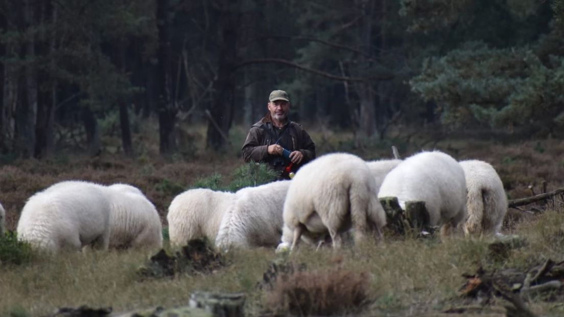 Aart van den Brandhof met zijn schapen.