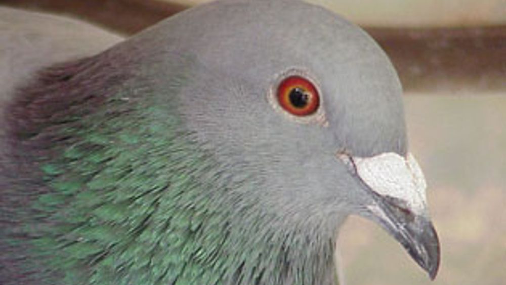 Waar komt de uitdrukking, hij/zij is een rare druif vandaan? - Rijnmond