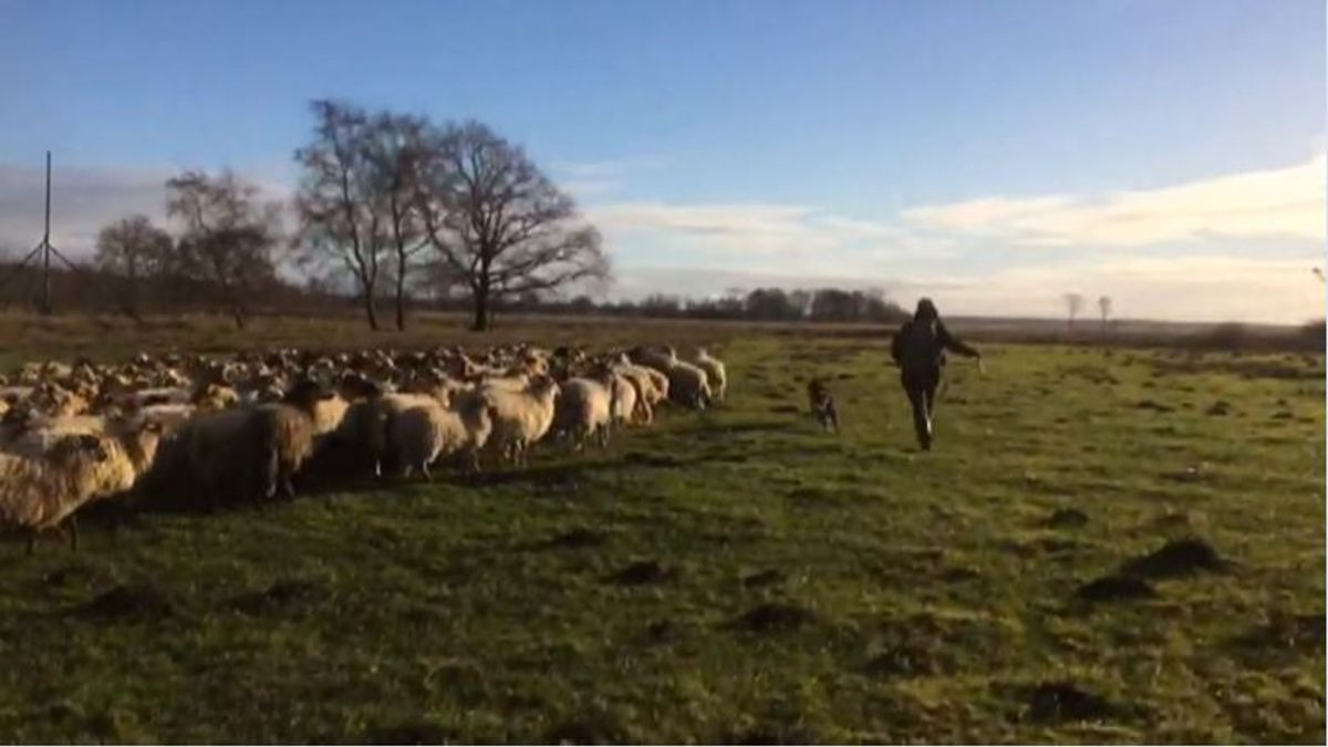 Schaapherder neemt proef op de som: hond aan de lijn
