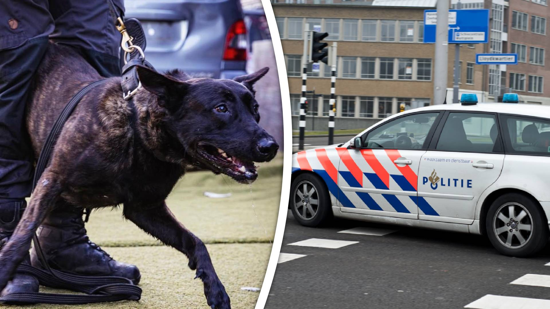 Politiehond beer raakte gewond bij de achtervolging.