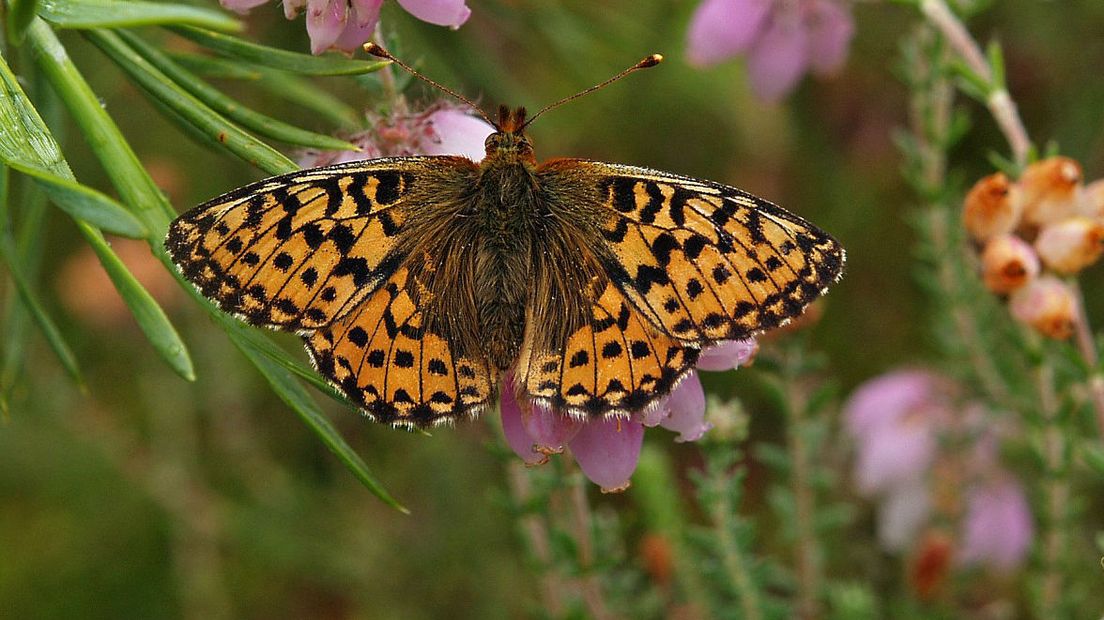 De zeldzame veenbesparelmoervlinder (Rechten: Saxifraga / Hans Dekker)